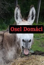 Osel domácí 2020