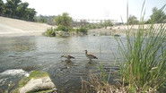 Transforming the Los Angeles River