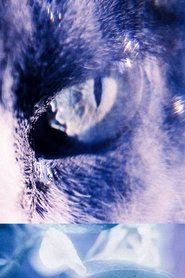 With the Eyes of My Cat (2024)