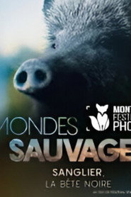 Sanglier, la bête noire