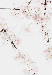 Poster for Cherry Blossoms Nakameguro