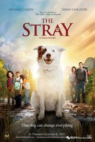 Poster for The Stray