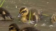 Farmer Uses Ducklings to Grow Rice Without Chemicals