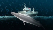 Why Does Iceland Still Hunt Whales?