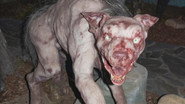 Cryptid Creatures