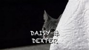 Stalking Miss Daisy