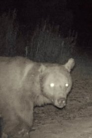 Kesik Kulak is Kesik Kulak (Fotokapan)