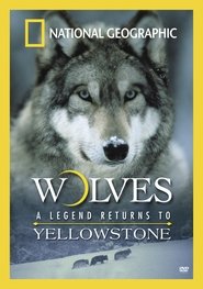 Poster Wolves: A Legend Returns to Yellowstone 2000