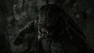 The Predator