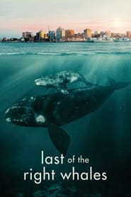 Poster Last Of The Right Whales