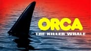 Orca