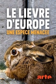Le lièvre d’Europe une espèce menacée