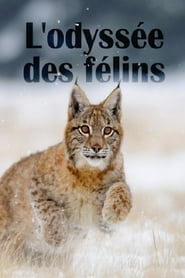 L'odyssée des félins streaming