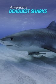 America's Deadliest Sharks