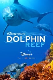 Dolphin Reef постер
