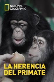 Poster Human Ape