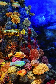 Wild Caribbean: Rhythms of Life