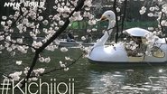 Swan Lake [#Kichijoji]