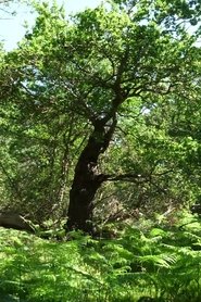 Arboreal