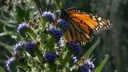 Butterfly Town, USA 2015 Безплатен неограничен достъп