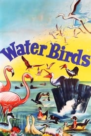 Water Birds Movie