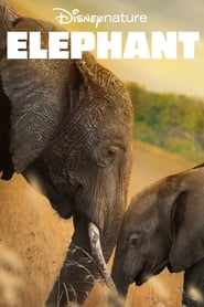 Elephant постер