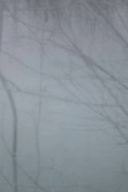 Winter Trees