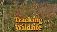 Tracking Wildlife