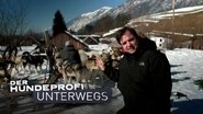 Der Hundeprofi unterwegs en streaming