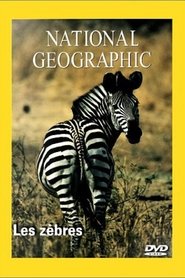 Poster National Geographic Les Zèbres 1970