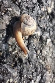 Hong Sangsoo &ndash; Winner of the Silver Bear for Best Screenplay (2021)