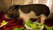 Pot-Bellied Pig Out still