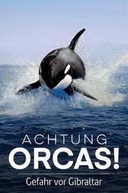 Poster Achtung Orcas! Gefahr vor Gibraltar?