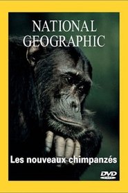 Poster National Geographic Les nouveaux chimpanzes 1970