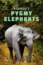 Poster Borneo's Pygmy Elephants