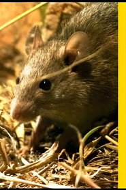 National Geographic Rat Genious 