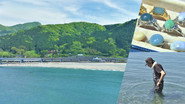 Nature's Treasure Hunt on a Niigata Beach