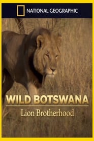 Poster Lion Brotherhood