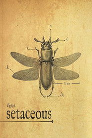 Poster Setaceous 2017