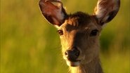 Der Thüringer Wald – Deutschlands grünes Herz