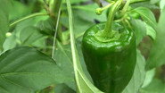 Bell Pepper