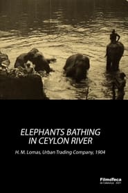 Elephants Bathing in Ceylon River
