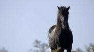 If I Were a Horse