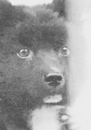 The Middle Dog's Day (1974)