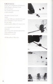 Collar de moscas (2002)