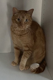 Sir Reginald Jalapeño Cheeto Russ