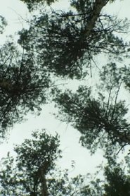 Poster Nature_Nature 2018