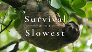 Survival of the Slowest