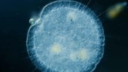 Heliozoa: Round, Sticky, and Covered in Spikes