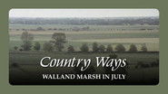 Walland Marsh in July